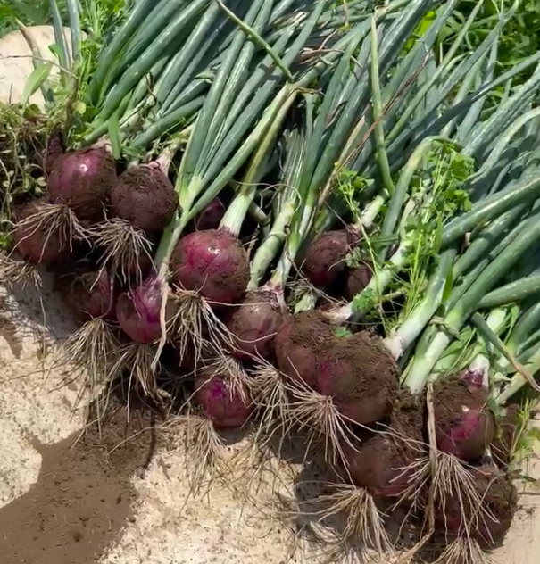 Red Onions