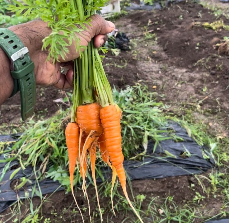 Organic Carrots